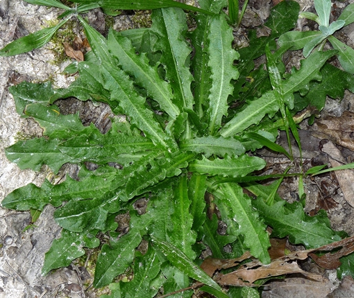 {Hypochaeris radicata}